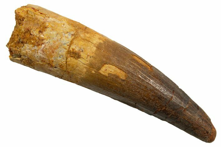 Fossil Spinosaurus Tooth - Real Dinosaur Tooth #330064